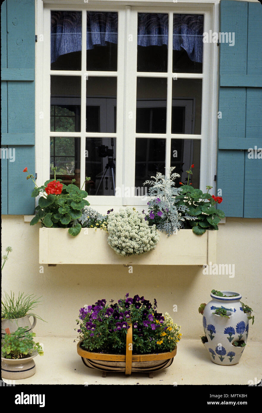 Semi Di ROYALYSSUM Viola &ndash; Lobularia Maritima &ndash; 2.500 Semi Sfusi &ndash; OVM Seeds