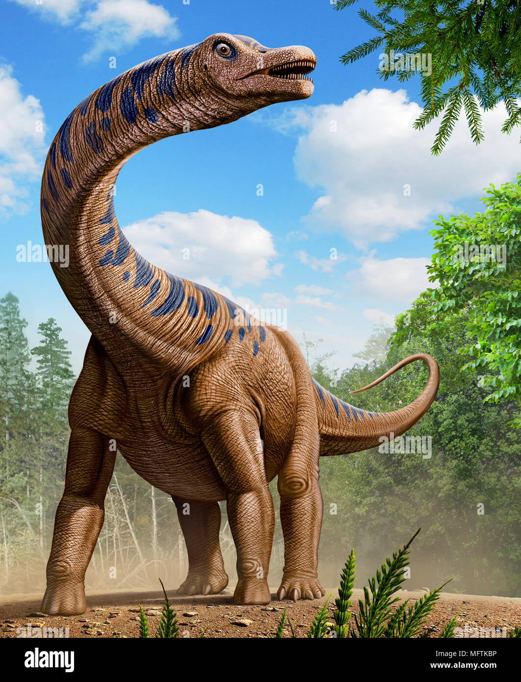 Patagotitan is a genus of Titanosaurian Sauropod from Patagonia, Argentina of the Cretaceous Period Stock Photo