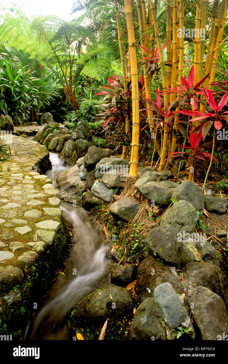 Rocky garden with a planting of Bambusa vulgaris and Cordyline terminalis Stock Photo
