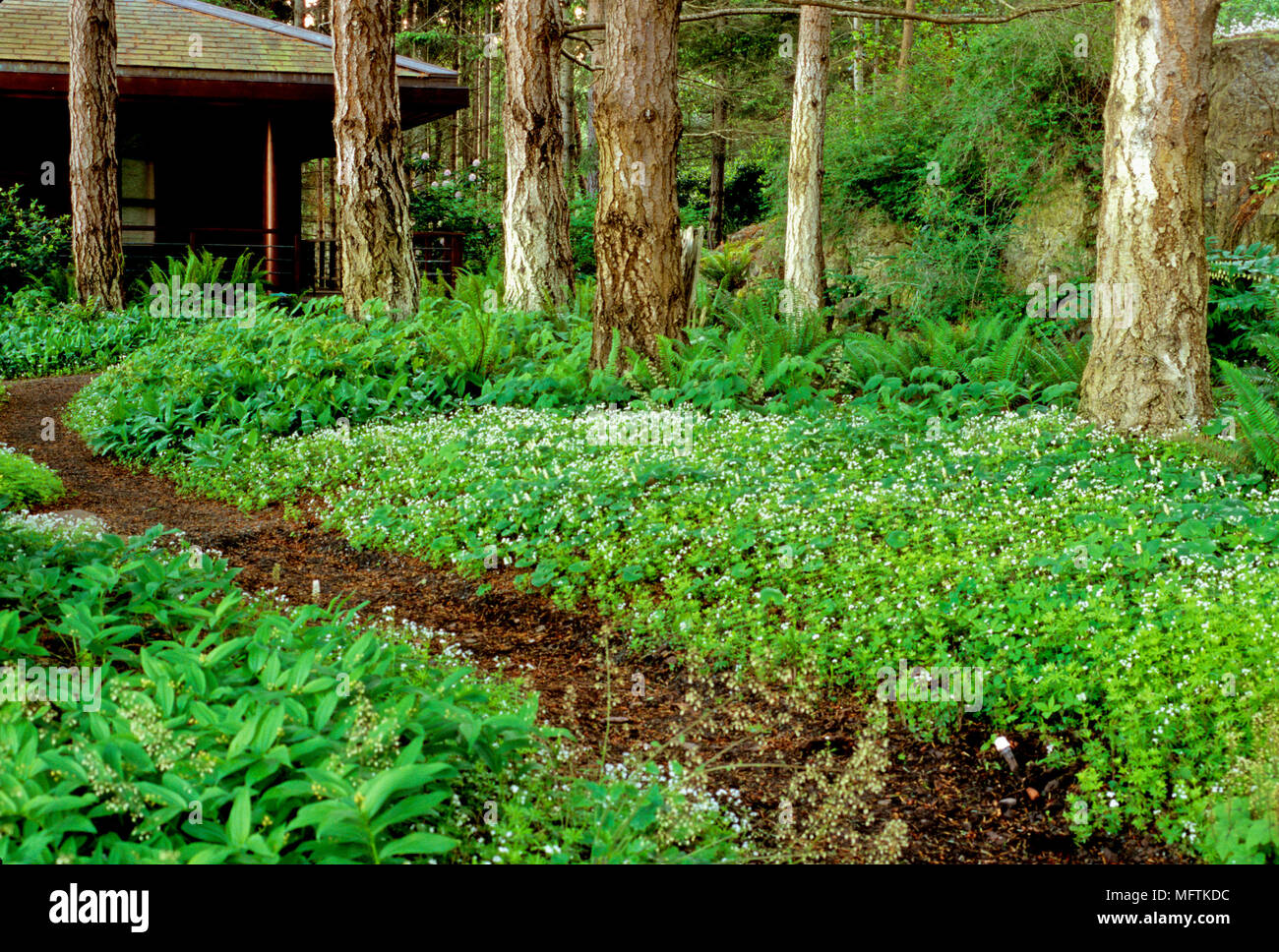 Woodland garden with plantings of Galium odoratum, Smilacina stellata, Maianthemum dilatum and Polystichum munitum Stock Photo