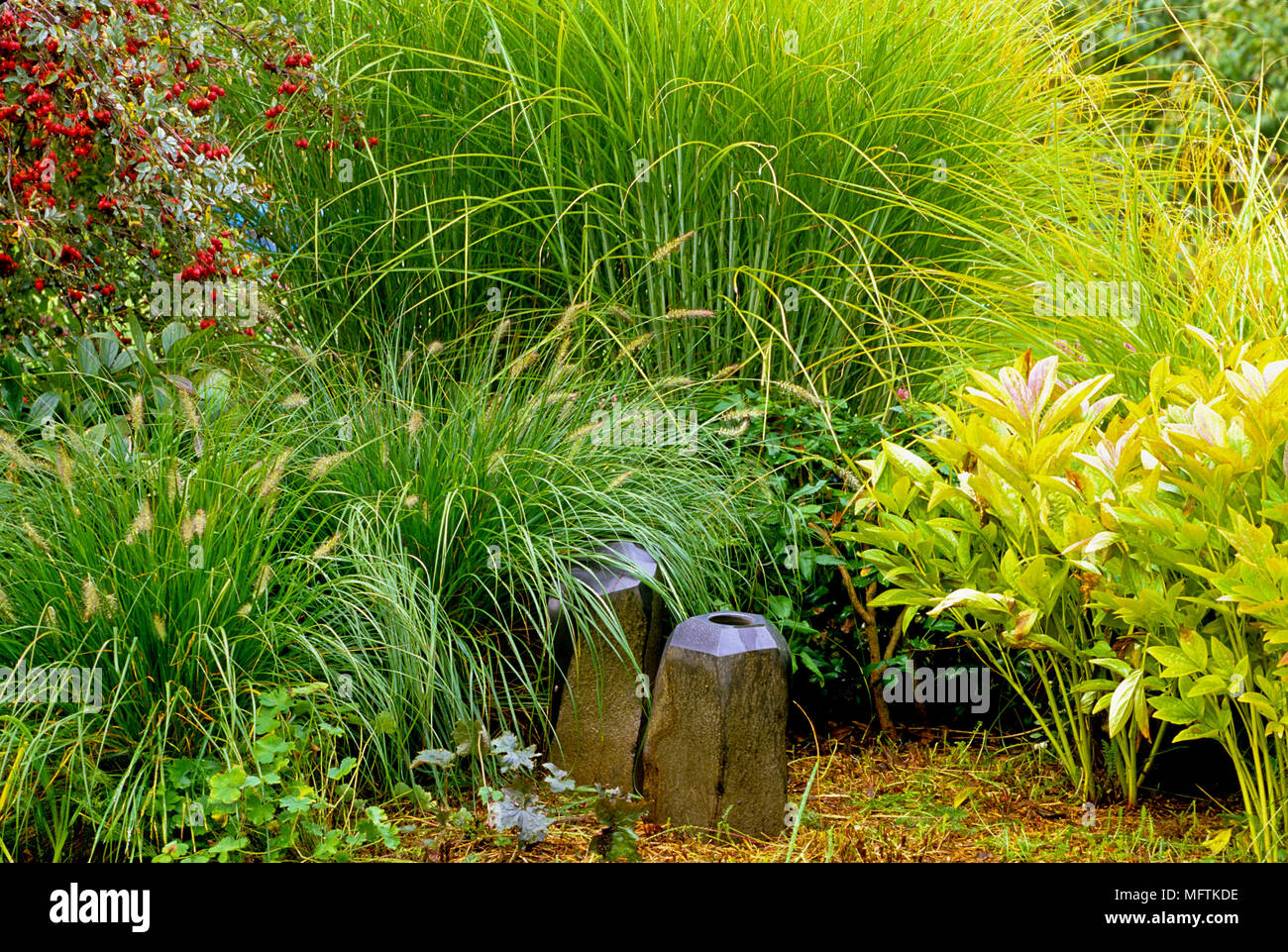 Flower border with a planting of Rosa glauca, Paeonia,  Miscanthus cv and Pennisetum cv Stock Photo