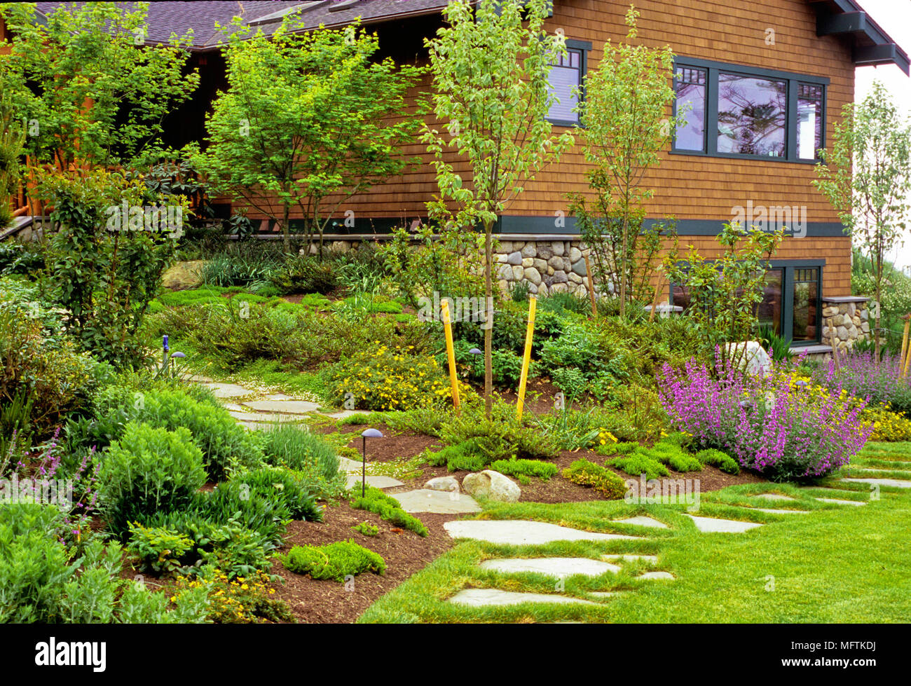 Stone path and plantings of Potentilla fruticosa 'Dakota Sunrise',  Nepeta x faassenii 'Walker's Low', Lonicera pileata & Malus tschonoskii Stock Photo