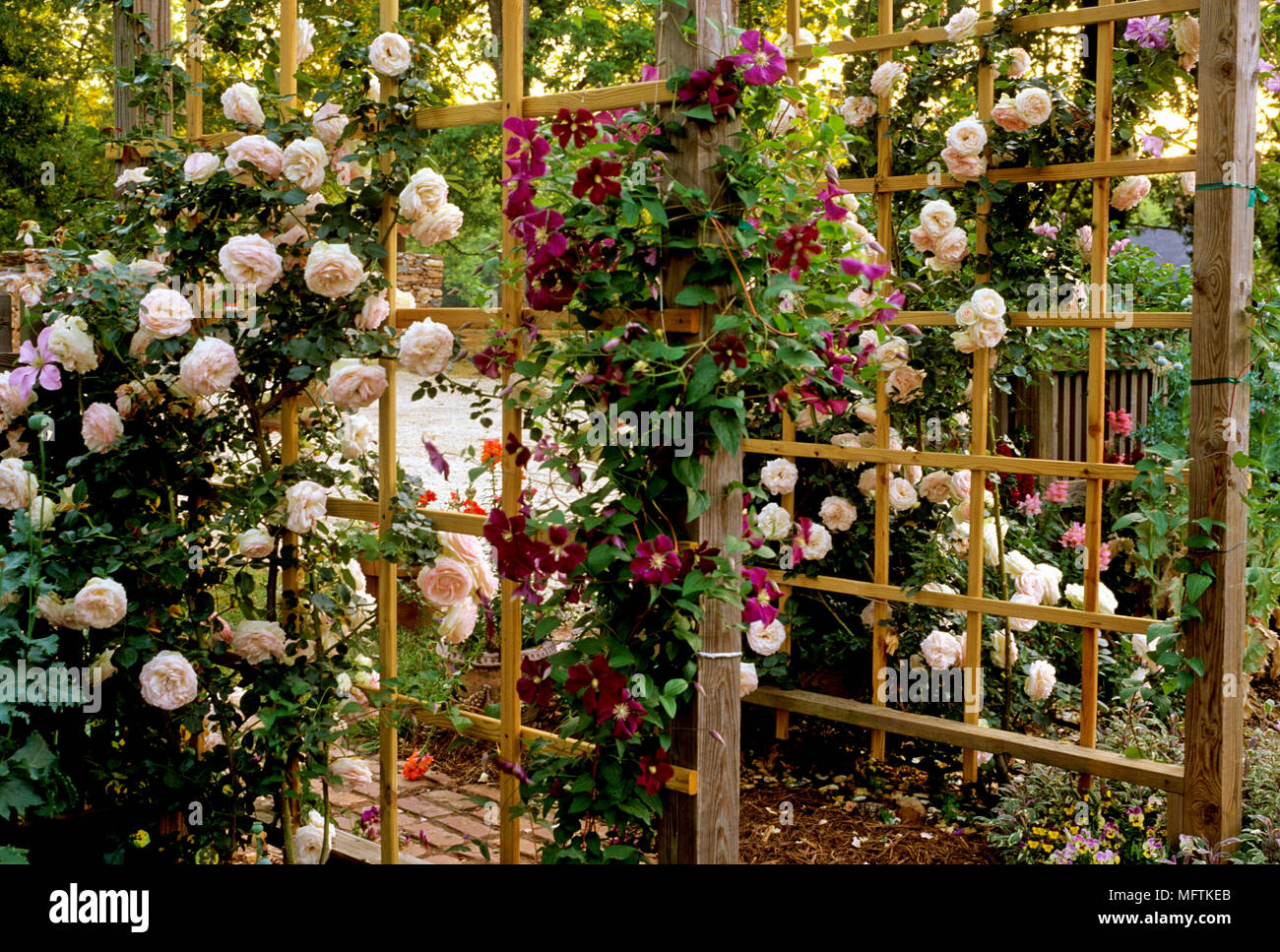 Rosa 'Eden' & Clematis x jackmanii on trellis with garden room beyond Stock Photo