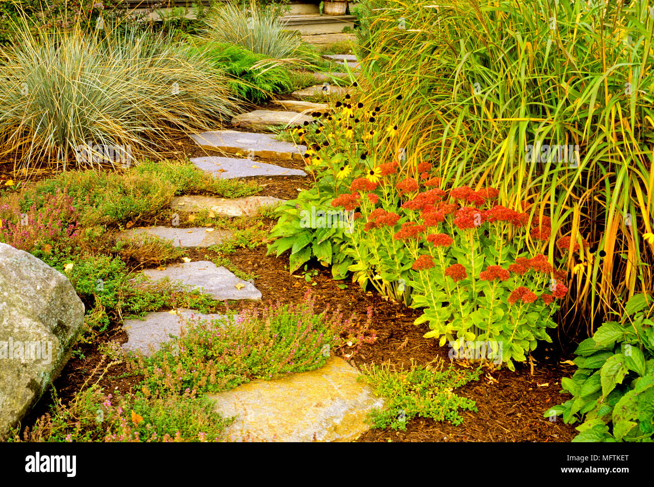 Garden path bordered by Hylotelephium 'Autumn Joy', Rudbeckia fulgida 'Goldsturm', Helictotrichon sempervirens, thymus and Miscanthus sinensis 'Purpur Stock Photo