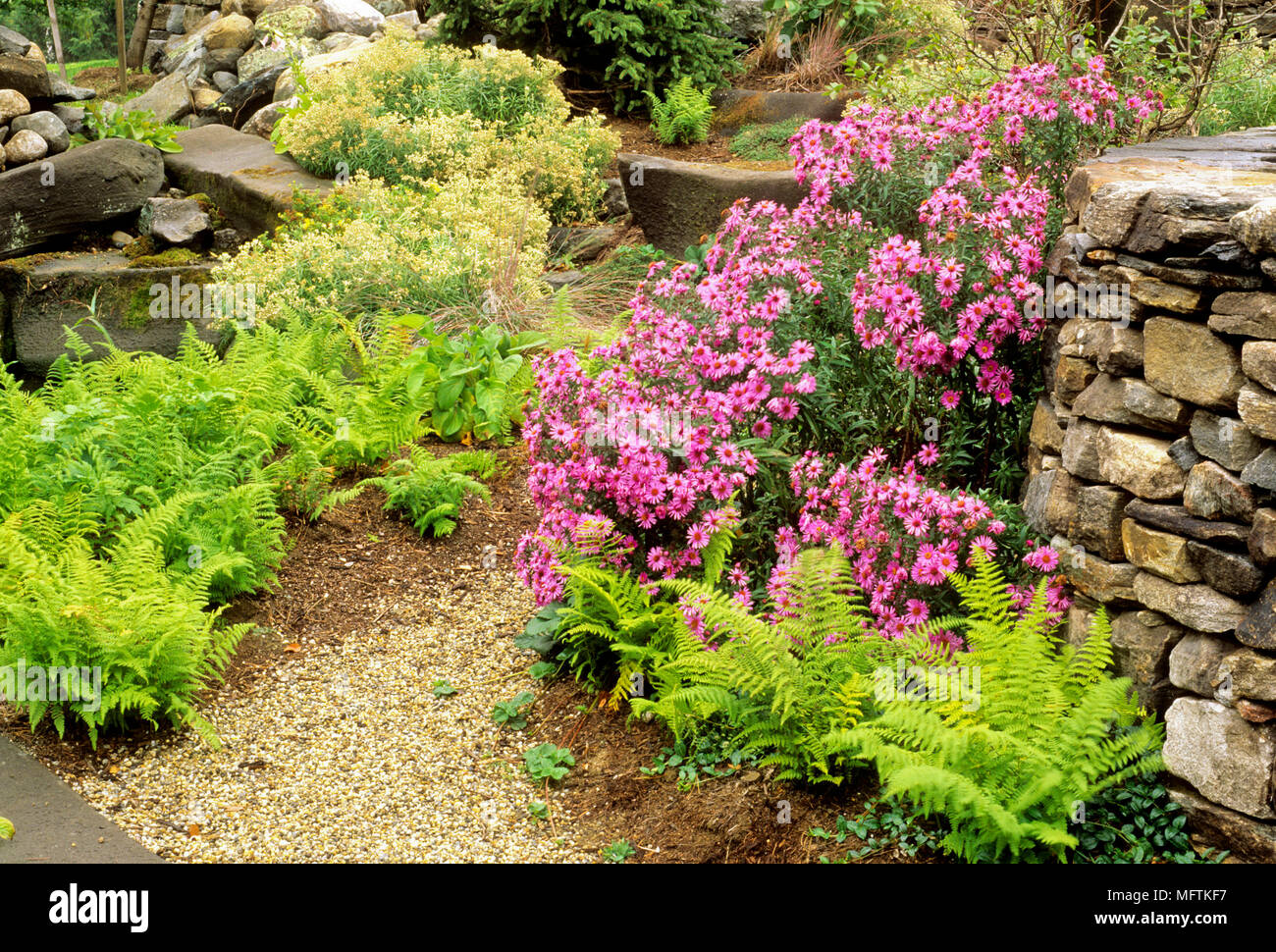 Rock and gravel garden with a planting of Anaphalis margaritacea and Aster novae-angliae Stock Photo