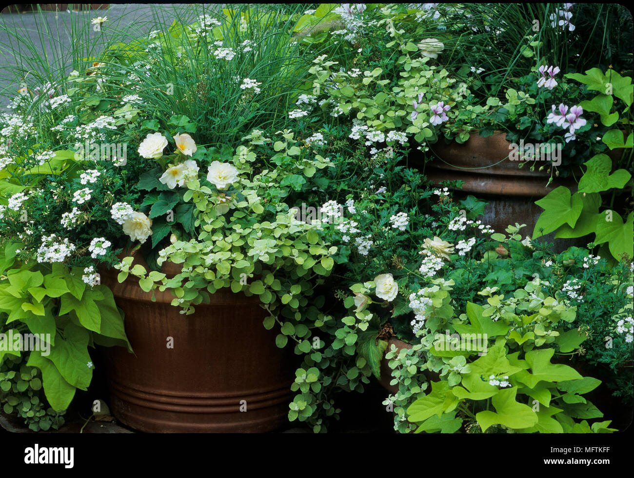 Containers with plantings of Helichrysum petiolare 'Limelight', Begonia, Pennisetum, Verbena x hybrida 'Babylon White' and Ipomoea batatas 'Margarita' Stock Photo