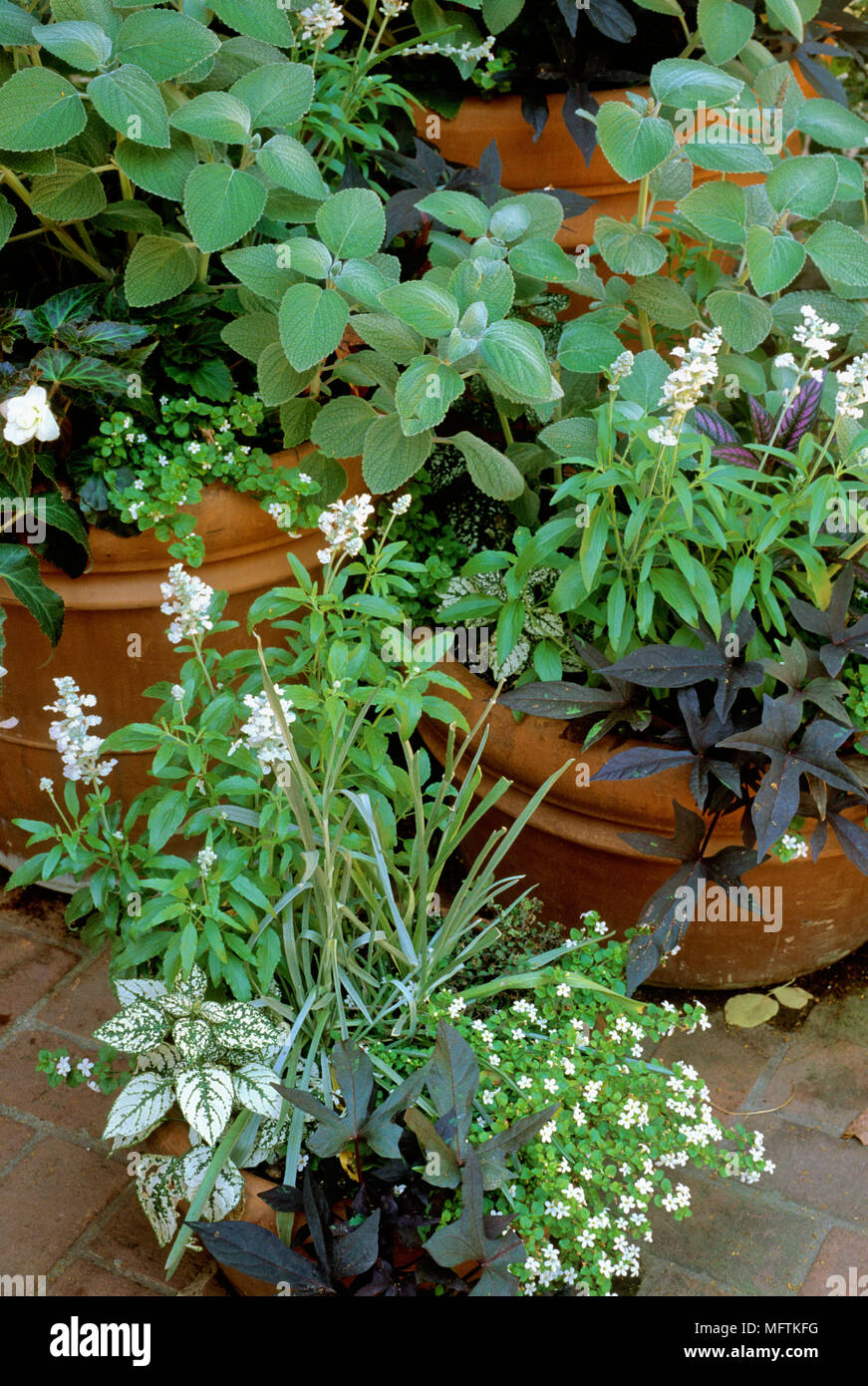 Container garden with plantings of Salvia farinacea 'Victoria White', Plectranthus argentatus, Bacopa, Ipomoea batatas 'Blackie' & Begonia x tuberhybr Stock Photo