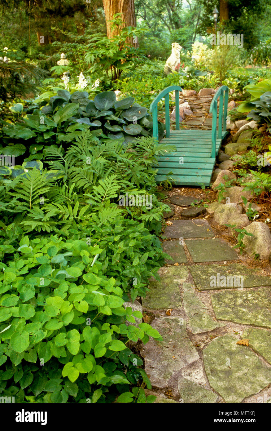 Woodland garden with plantings of Epimedium, Hosta 'Blue Umbrella' and Onoclea sensibilis Stock Photo