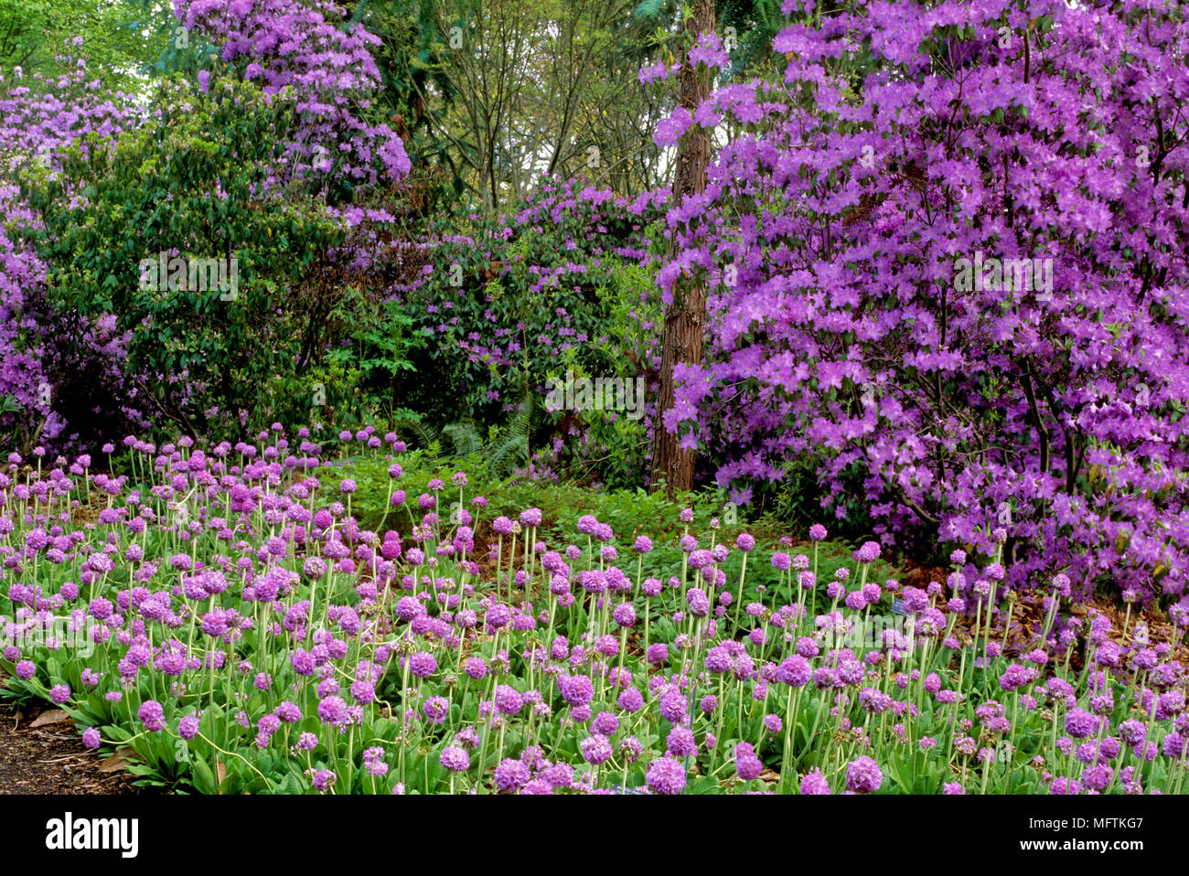 Garden shrub border with planting of Rhododendron augustinii ssp augustinii 'Wilson' & Primula denticulata Stock Photo