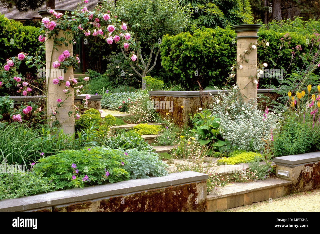 Garden with planting of Rosa 'Bourbon Queen', Geranium, Digitalis, Taxus, another Rosa, Erigeron karvinskianus, Thymus and Kniphofia 'Bee's Sunset' Stock Photo