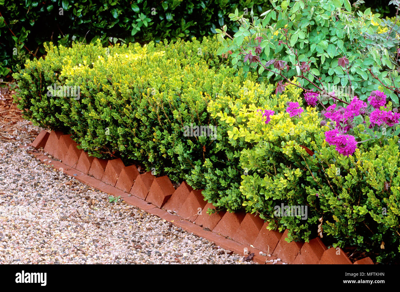 Flower border with edging and a planting of Buxus microphylla var japonica,  Verbena and Rosa Stock Photo - Alamy