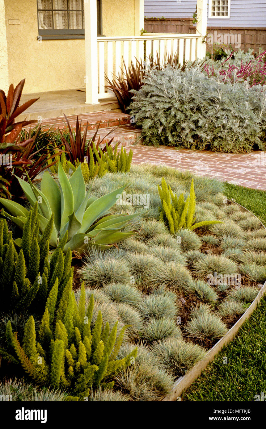 Garden borders planted with Asparagus densiflorus 'Myersii', Agave attenuate and Festuca ovina 'Glauca' Stock Photo