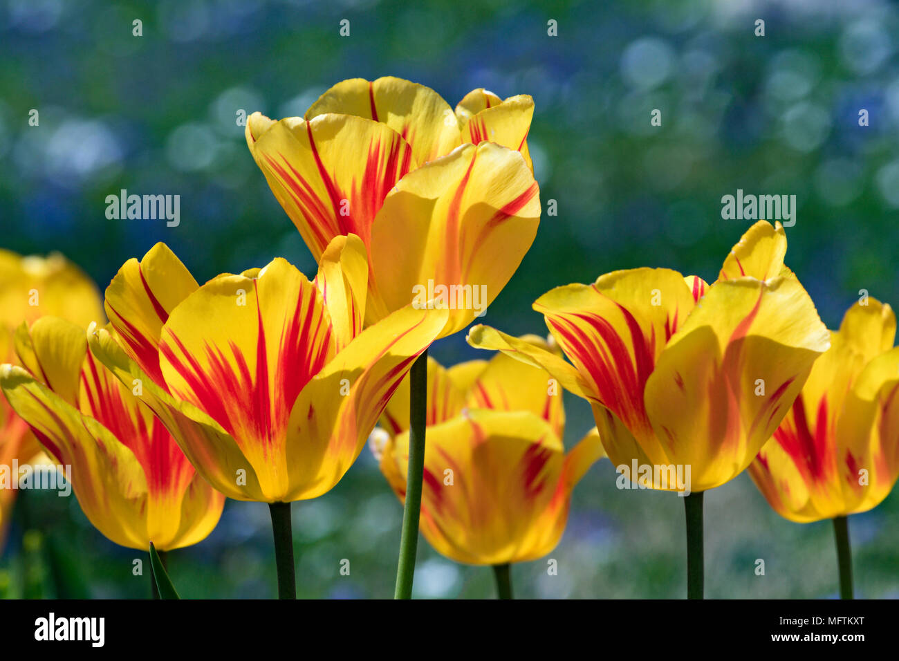 Parrot Tulips at Cave Hill Cemetery in Louisville Kentucky Stock Photo