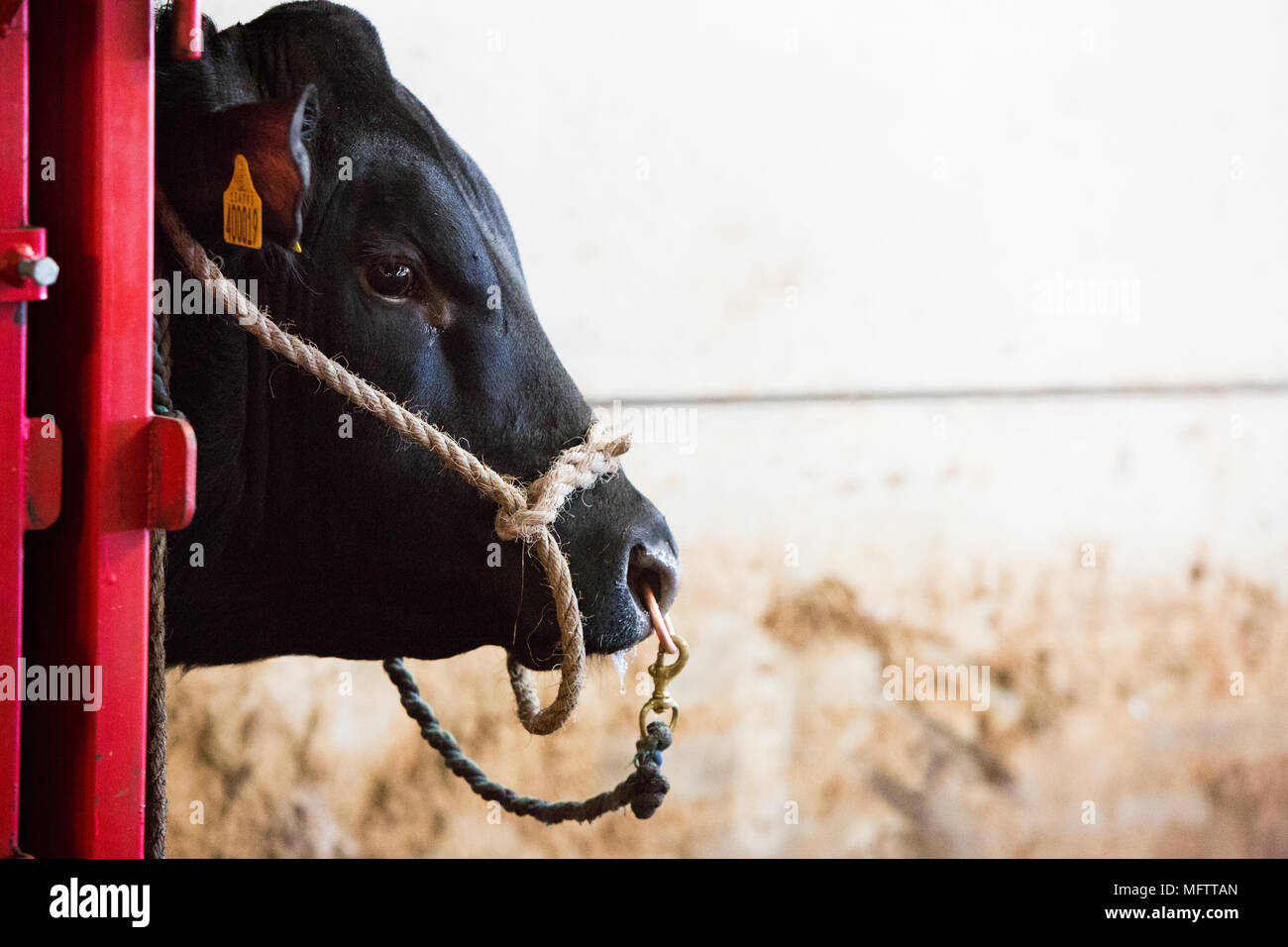 Cattle crush hires stock photography and images Alamy