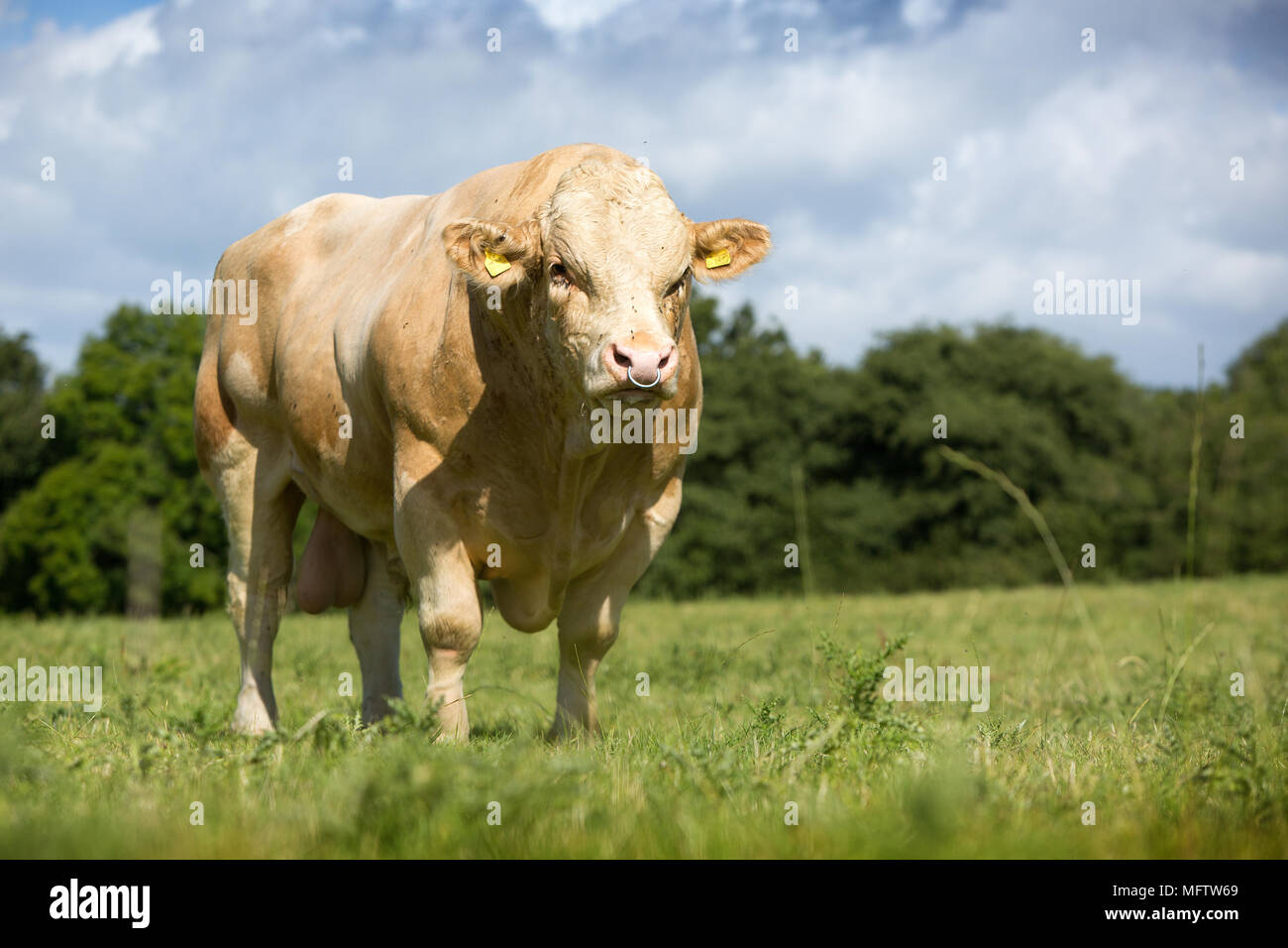 simmental bull in field Stock Photo Alamy