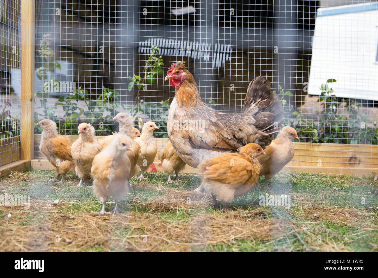 hen and chicks in outside pen Stock Photo Alamy