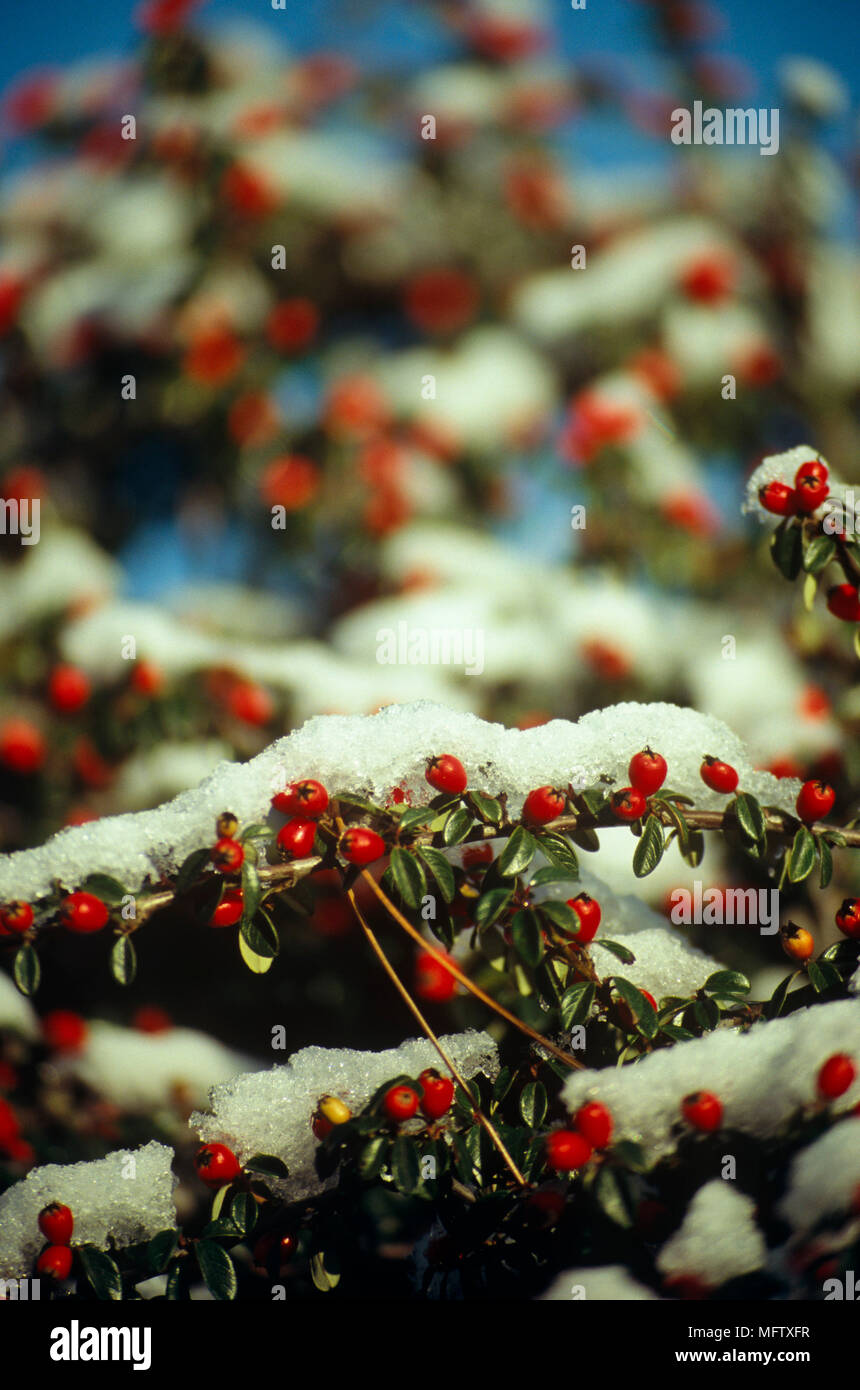 Close up of Cotoneaster with frosty snow on red berries Stock Photo