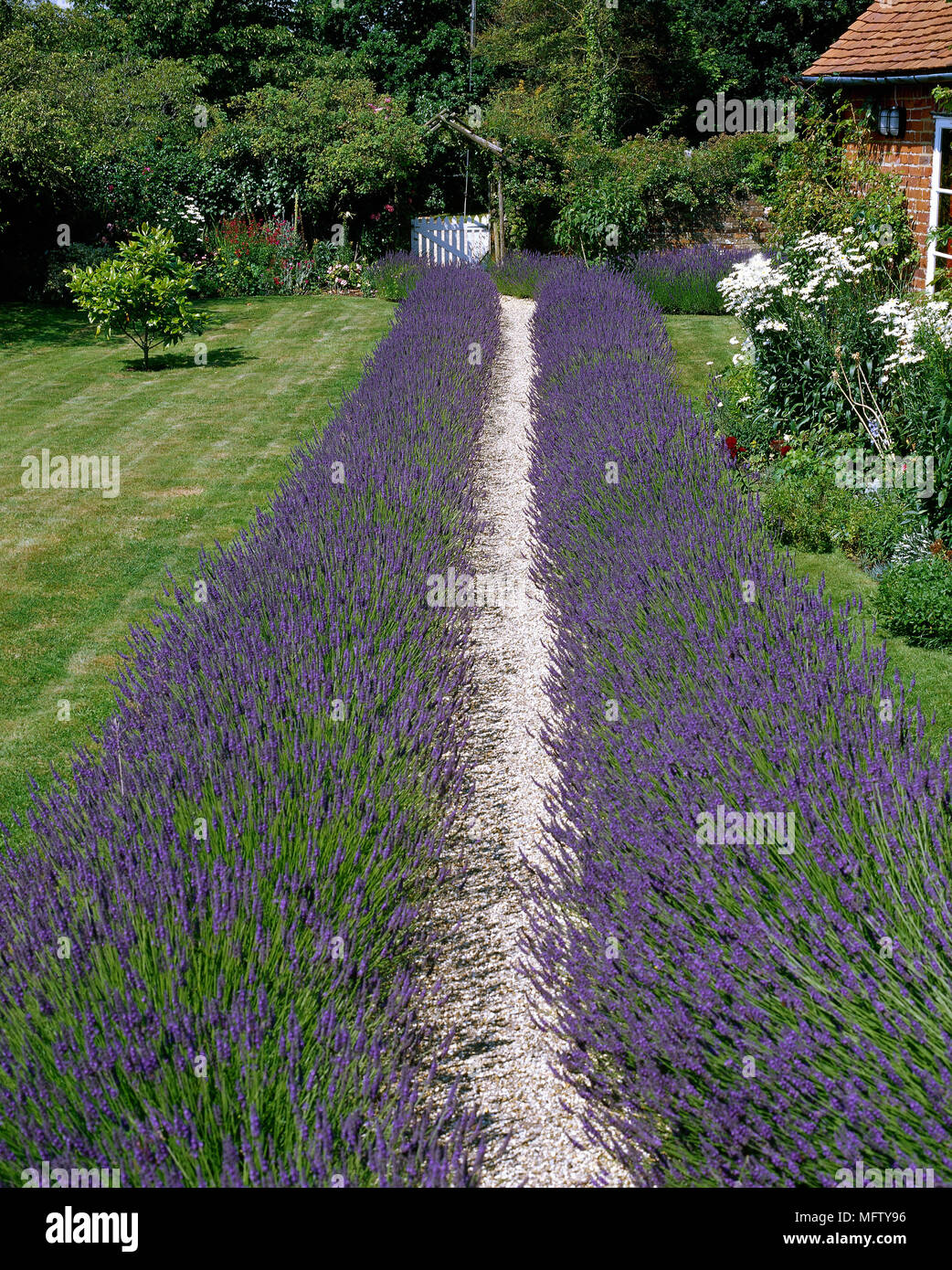 A country garden with paved path and lavender borders, Stock Photo