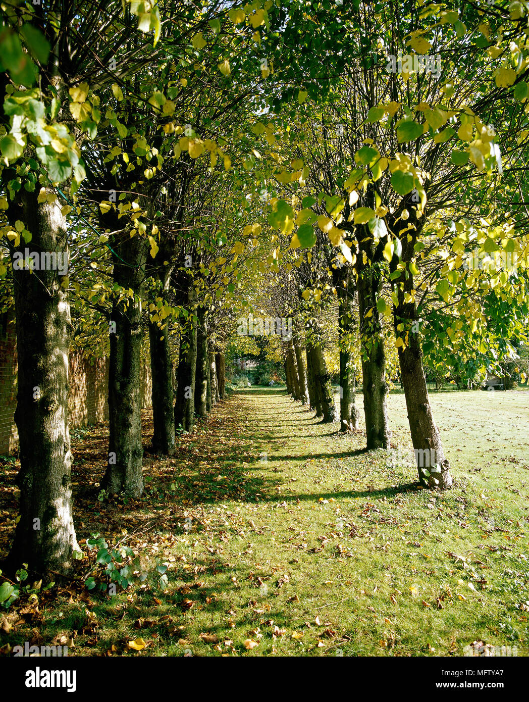 A view through an avenue of trees Stock Photo - Alamy