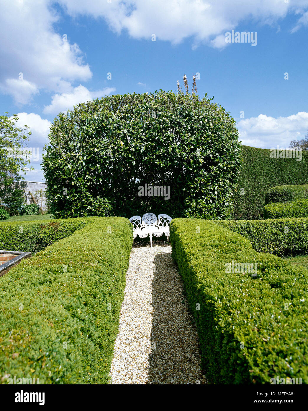 A country garden with gravel path, clipped hedging, white metal seat, Stock Photo