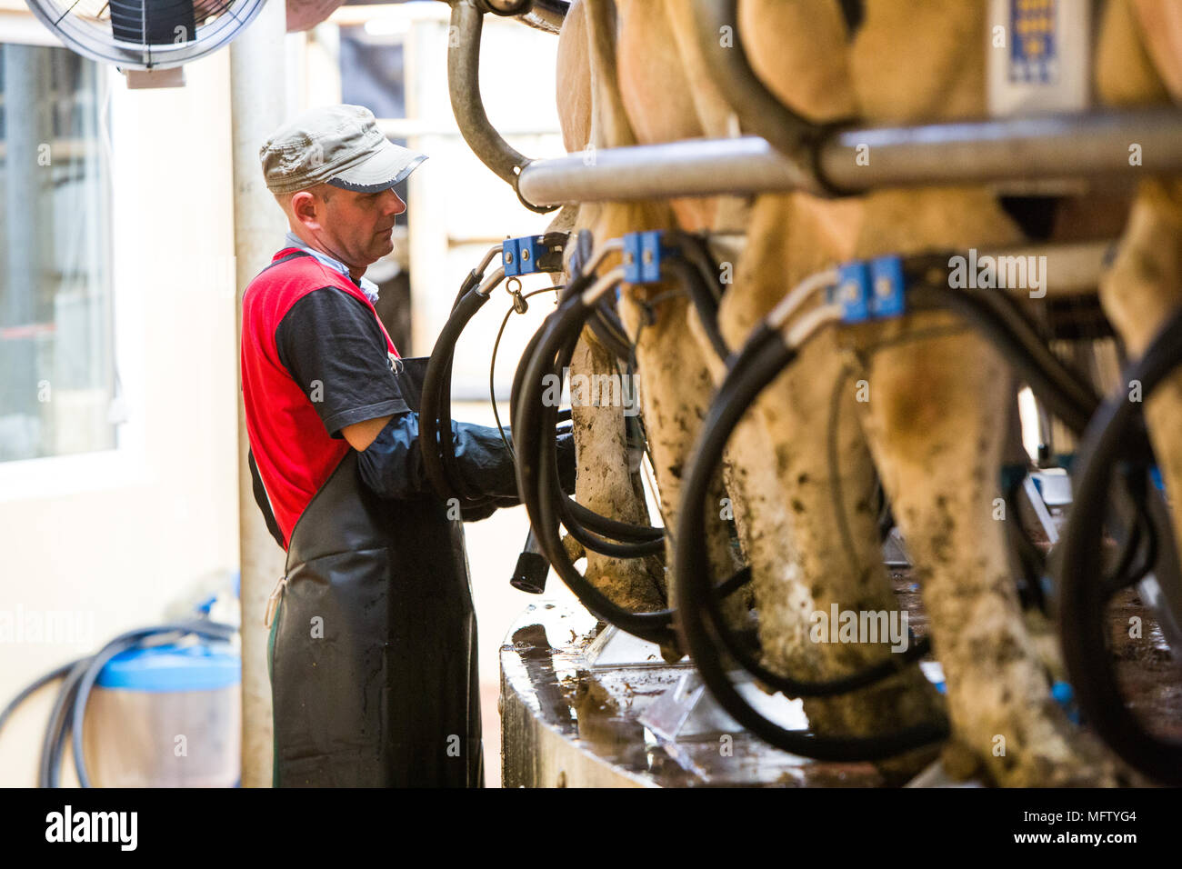 man milking cows in rotary parlour Stock Photo