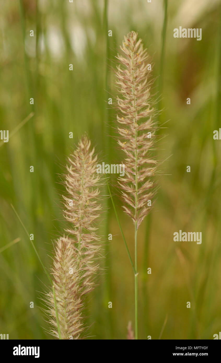 A detail of grass seed head Stock Photo Alamy