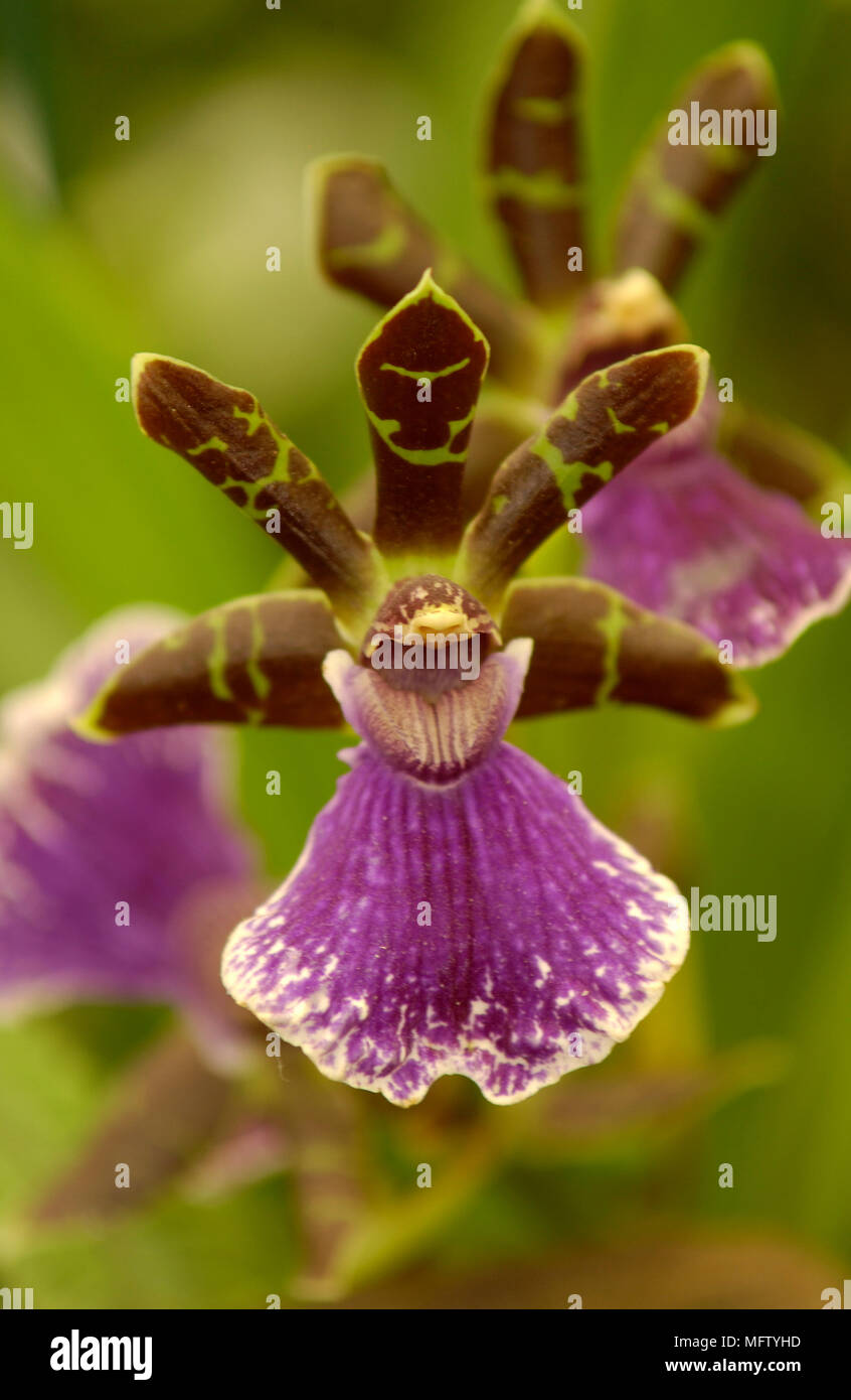 A detail of the orchid Zygopetalum, Stock Photo