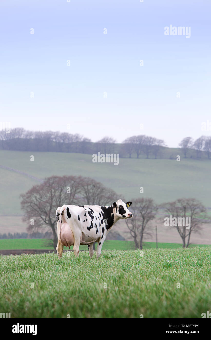 black and white dairy cow in field Stock Photo - Alamy