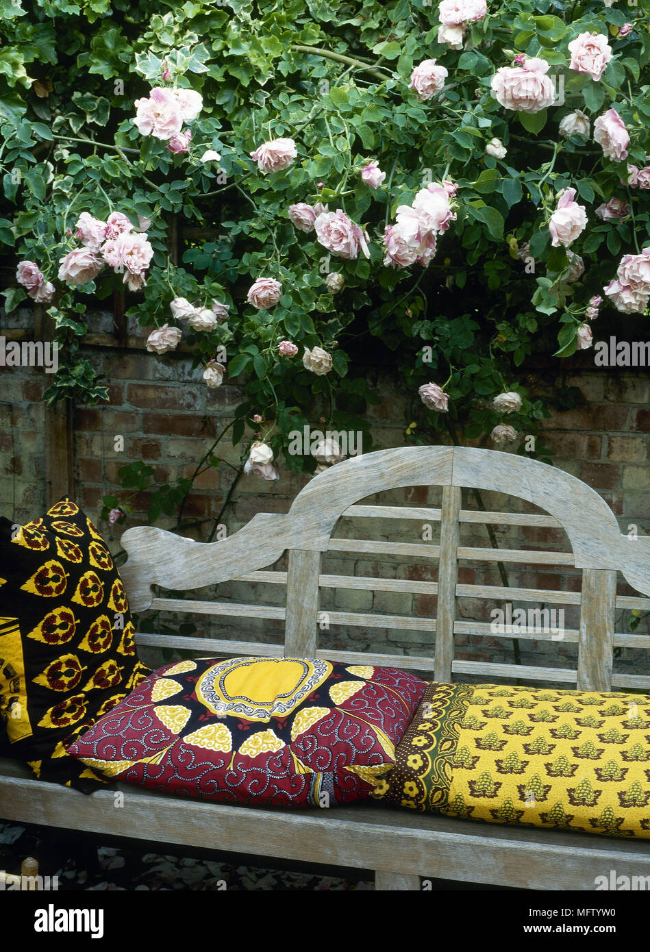 Wooden garden bench with cushions next to garden brick wall with climbing rose on wall fixed trellis Gardens detail seating rambling roses Stock Photo