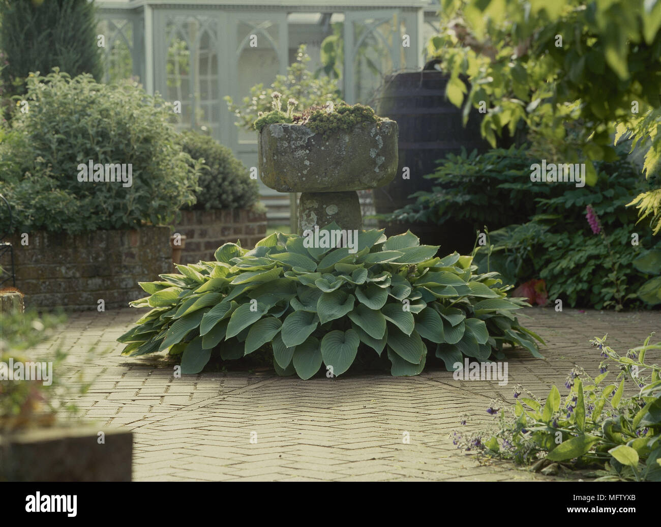 Garden feature ancient touf paved area flowers and plants  Gardens detail stone planter rustic hostas paving features focal points Stock Photo