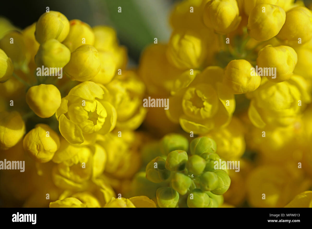 Yellow flowering Mahonia Stock Photo Alamy