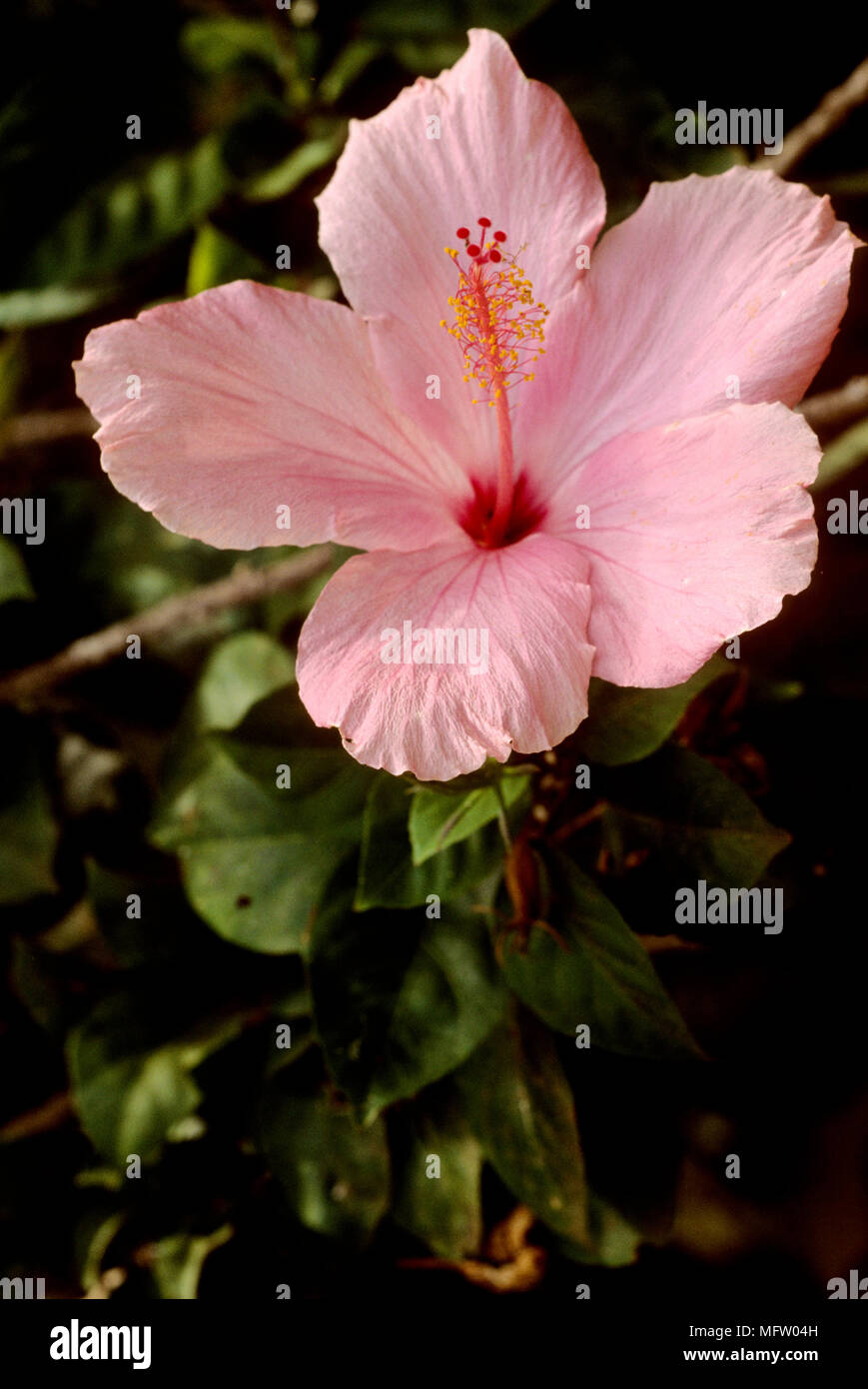 Hibiscus calyphyllus Stock Photo