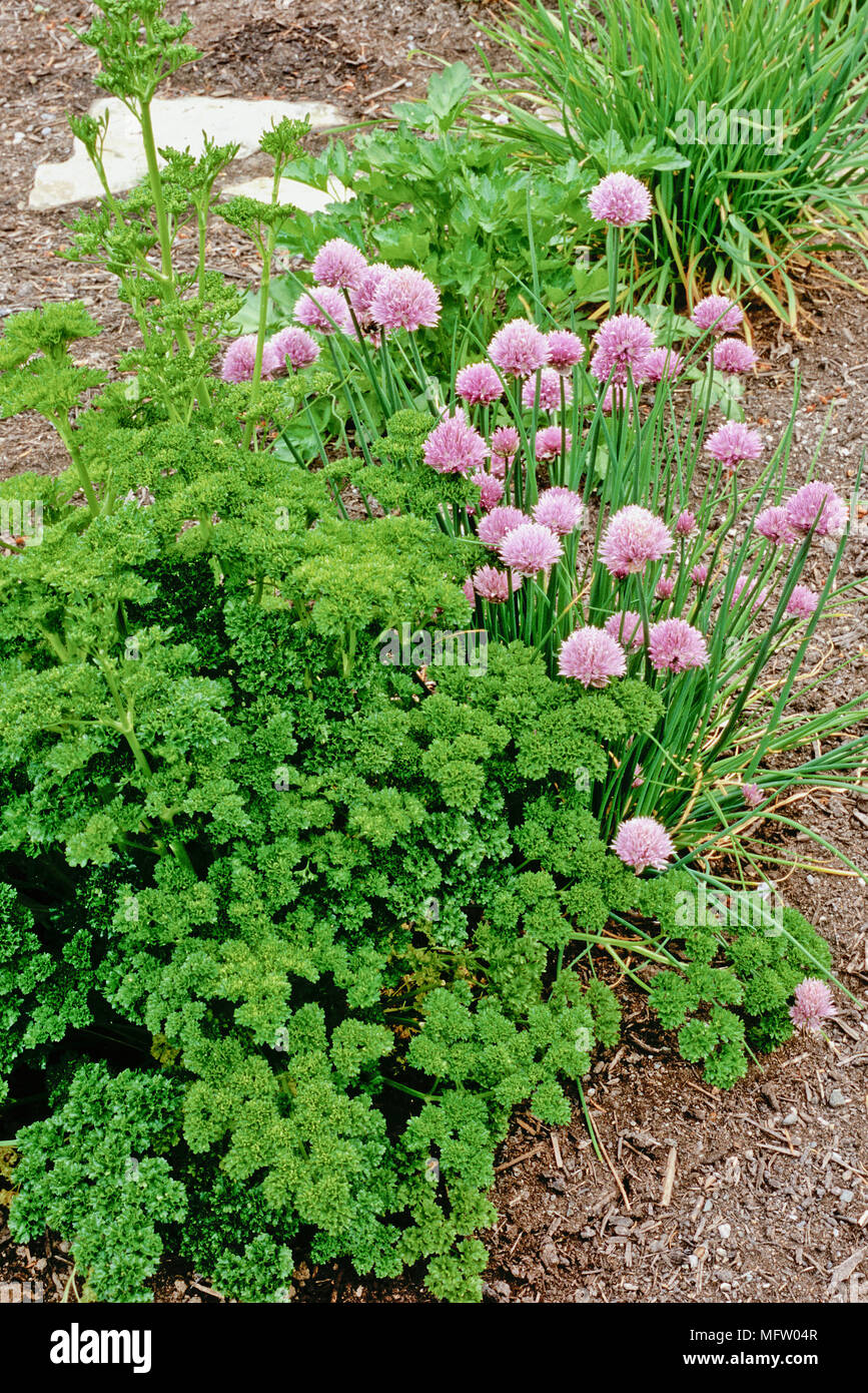 Flower border with Allium schoenoprasum and Petroselinum crispum Stock Photo