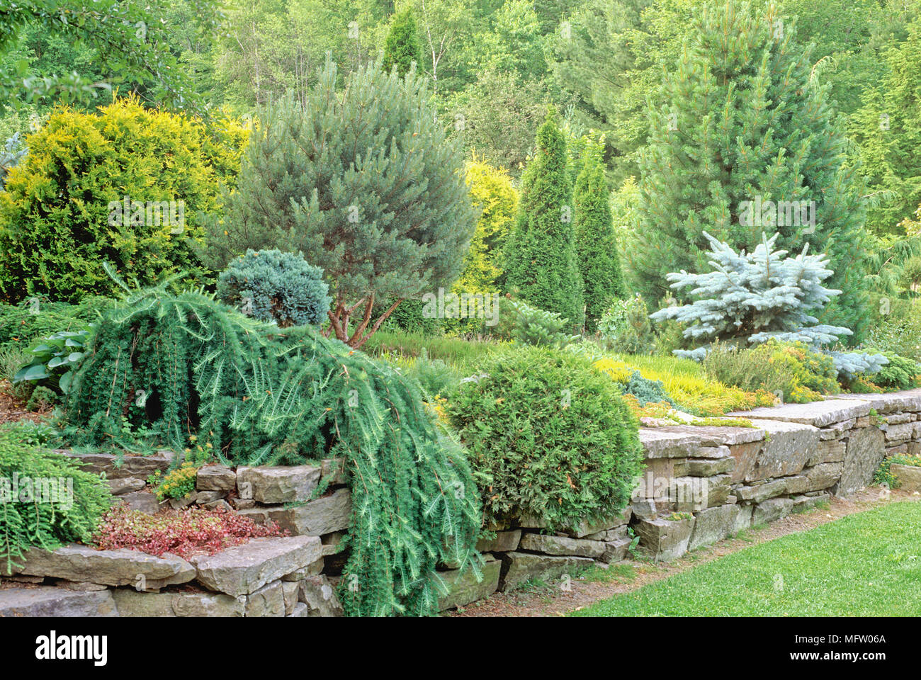 Garden planted with Thuja occidentalis 'Smaradg', Pinus cembra, Picea pungens, Thuja occidentalis and Larix deciduas 'Pendula' Stock Photo