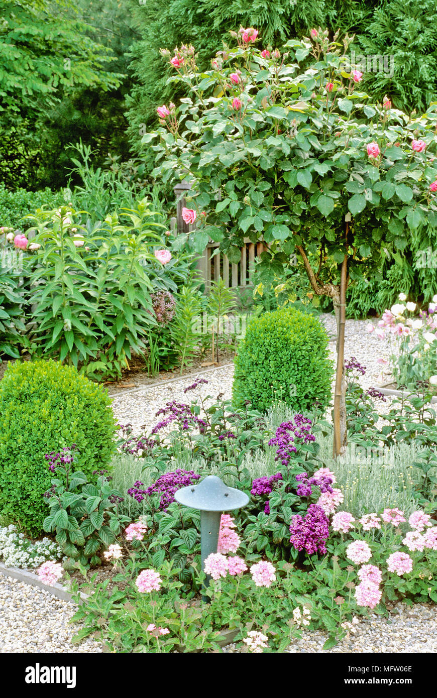 Garden planted with Buxus, Heliotropium, Santolina, Rosa and Verbena Stock Photo