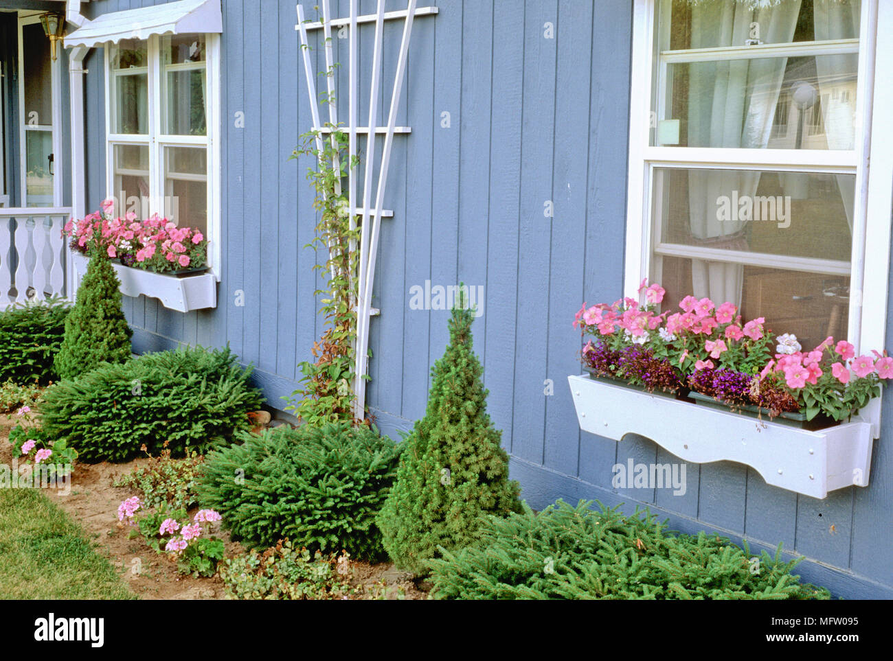 Window boxes with plantings of Petunia and Lobelia Stock Photo Alamy