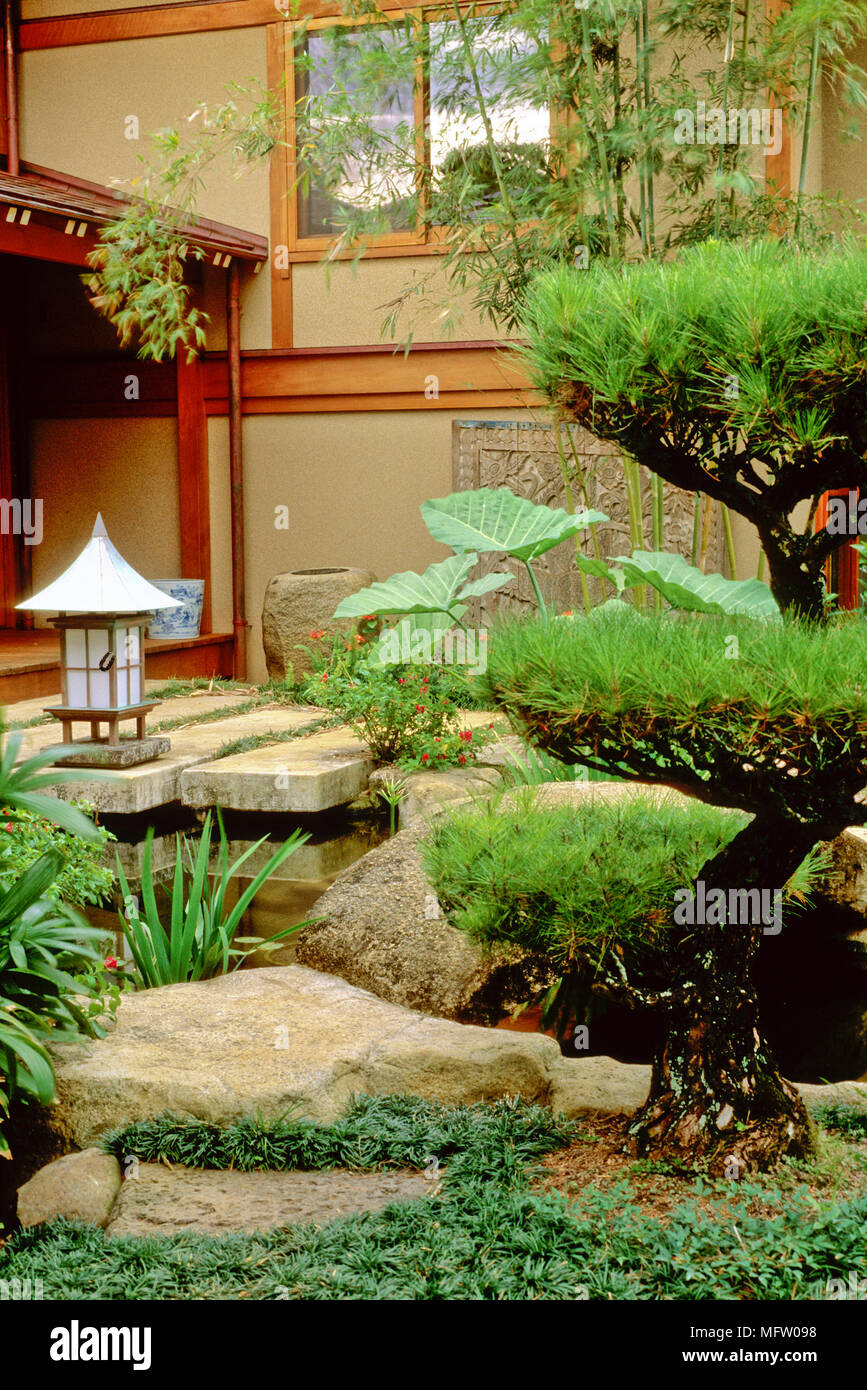 Pruned Pinus thunbergii with Japanese lantern and Xanthosoma robustum behind Stock Photo