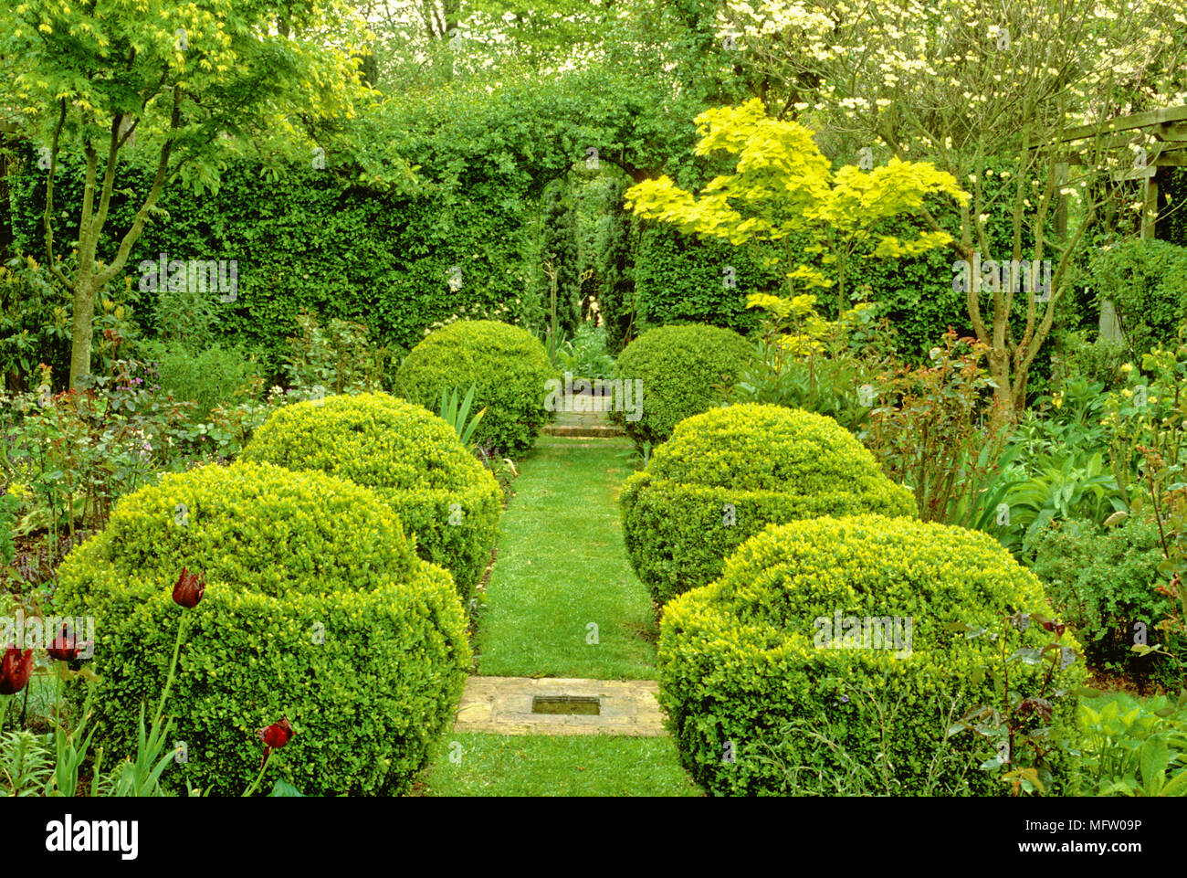 Buxus microphylla hi-res stock photography and images - Alamy