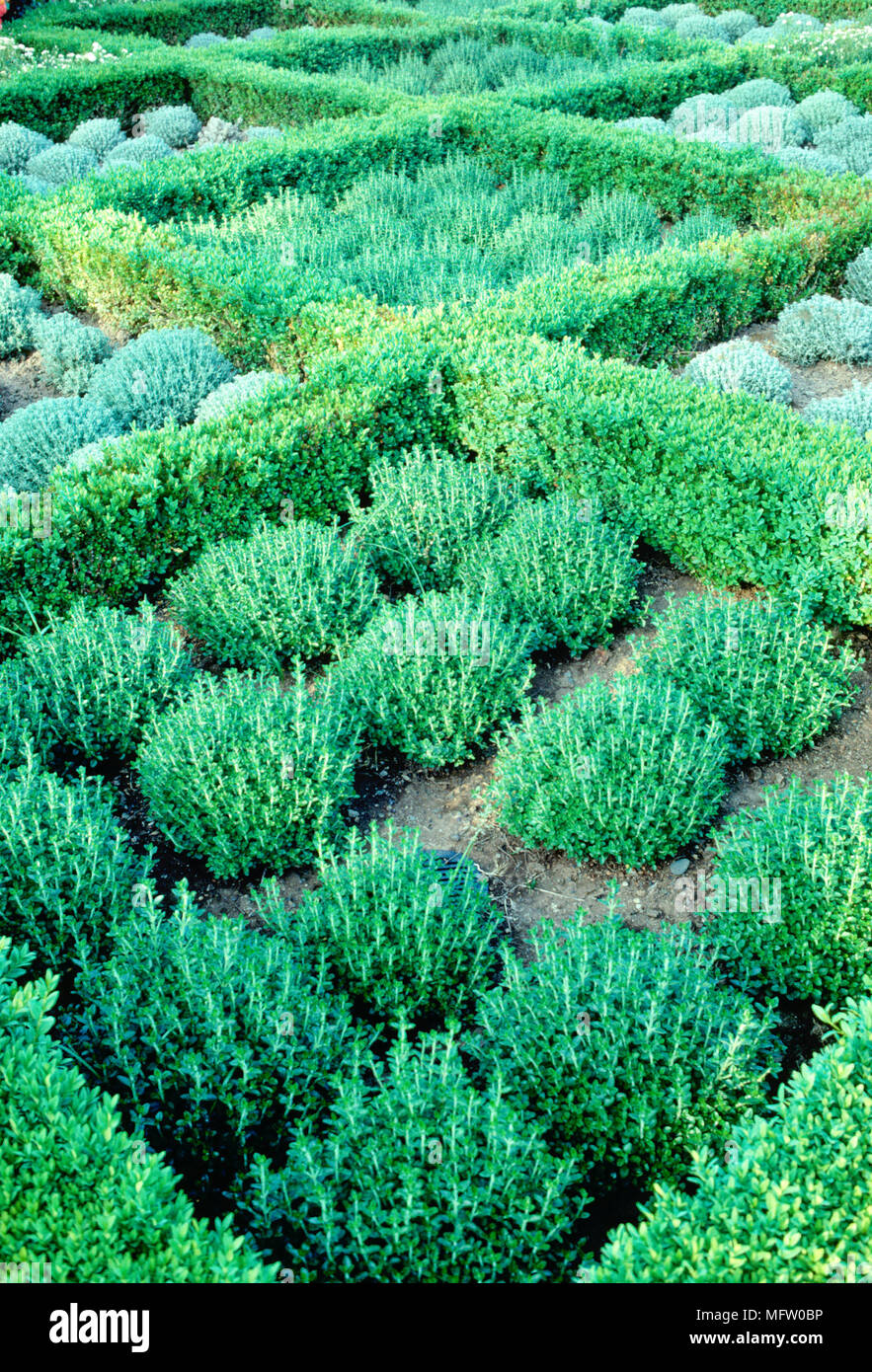 A formal bed of Buxus and Teucrium chamaedrys Stock Photo