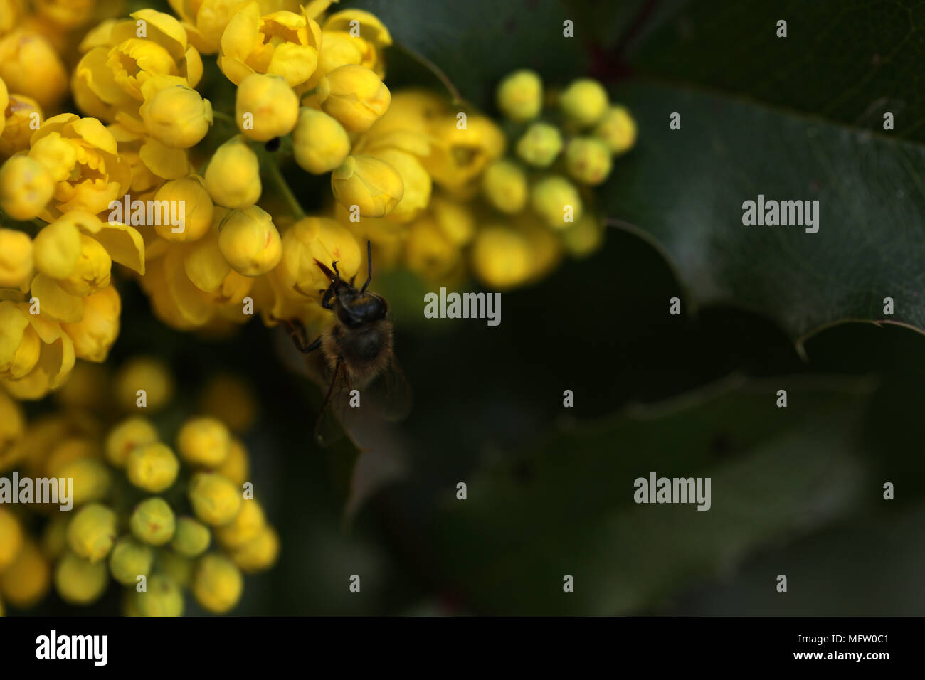 Yellow flowering Mahonia Stock Photo Alamy