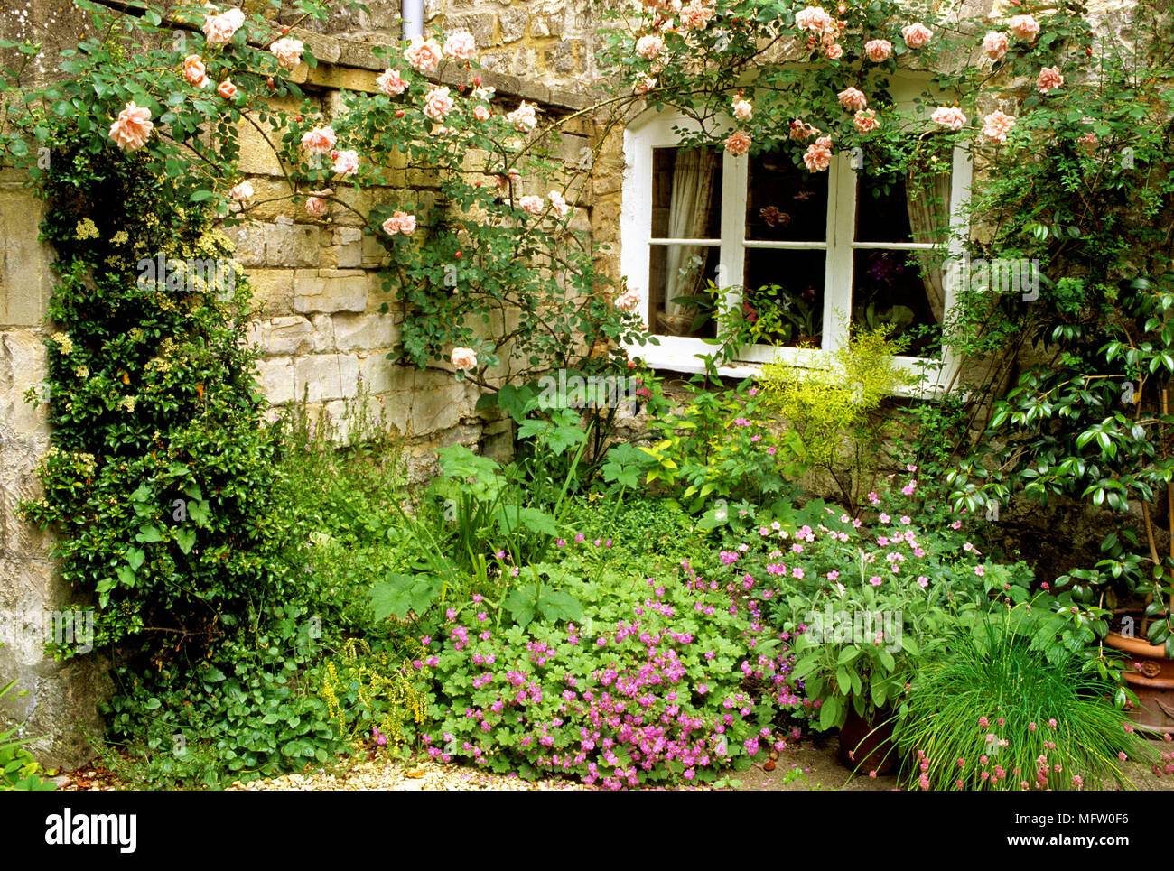 Rosa ÔAlbertineÕ climbs over country style window  with a planting of Geranium below Stock Photo