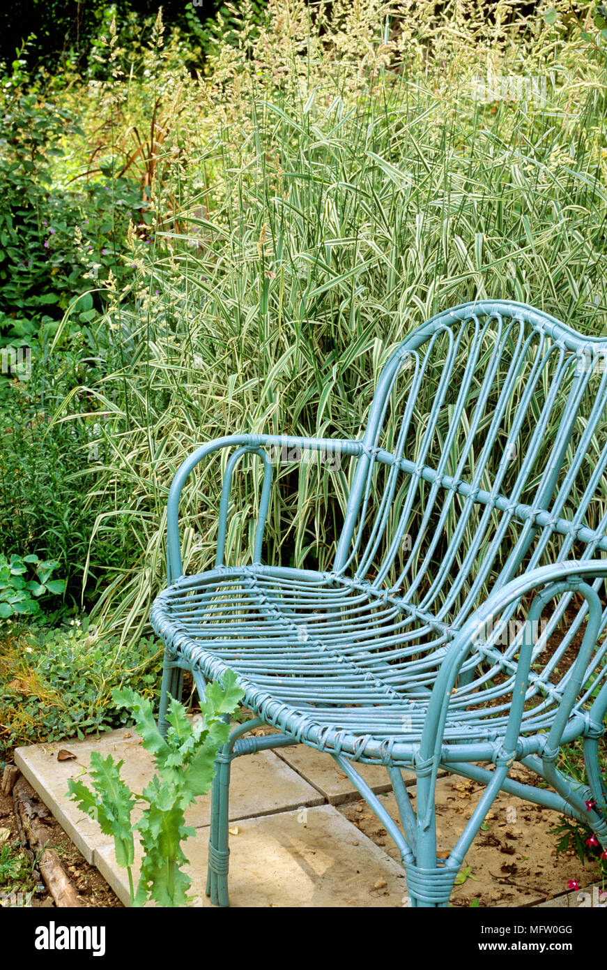 Blue garden chair amongst a planting of Phalaris arundinacea var picta Stock Photo