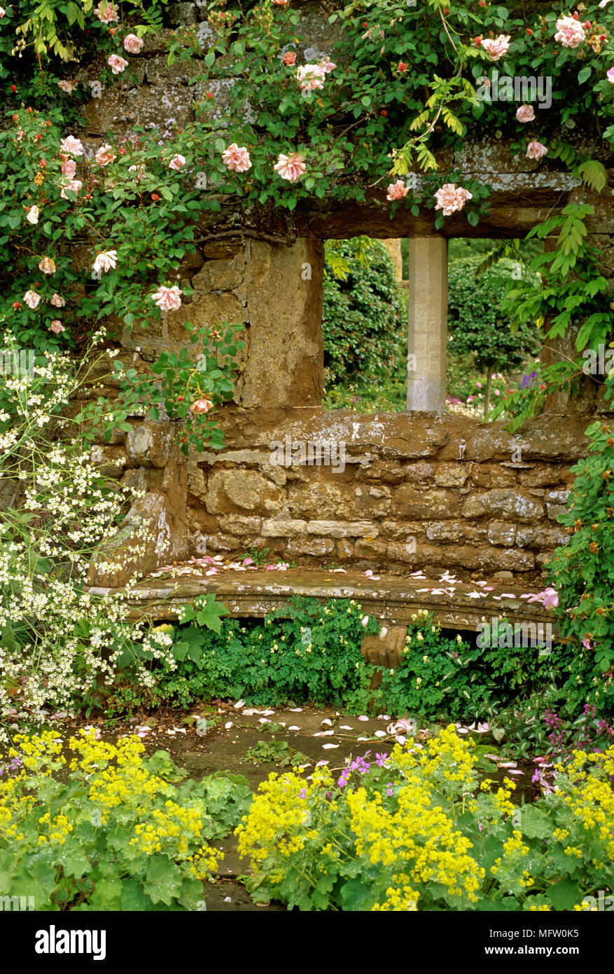 Rosa ÔAlbertineÕ climbs over stone wall with curved seat amongst a planting of Corydalis, Alchemilla mollis  and Crambe cordifolia Stock Photo