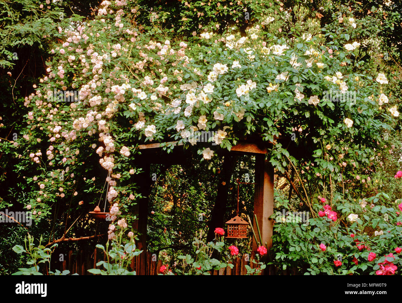 Pergola with Rosa ÔCecile BrunnerÕ on the left and Rosa ÔSally HolmesÕ on right Stock Photo