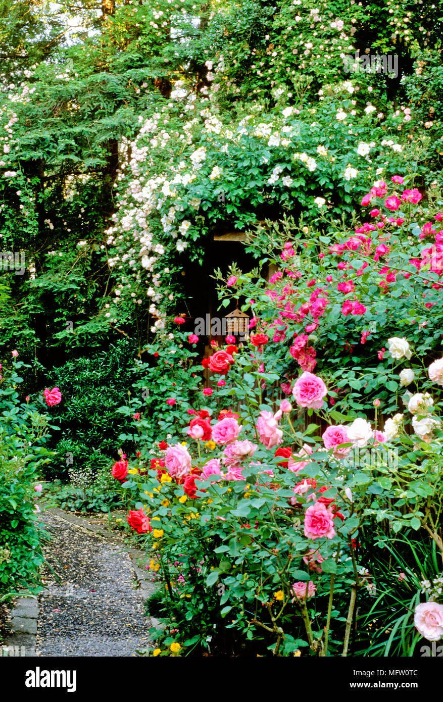 Garden with a planting of Rosa ÔVanityÕ over the fence, Rosa ÔSally HolmesÕ on arbour, Rosa ÔCecile BrunnerÕ on arbour and pink Rosa ÔBriarcliffÕ Stock Photo