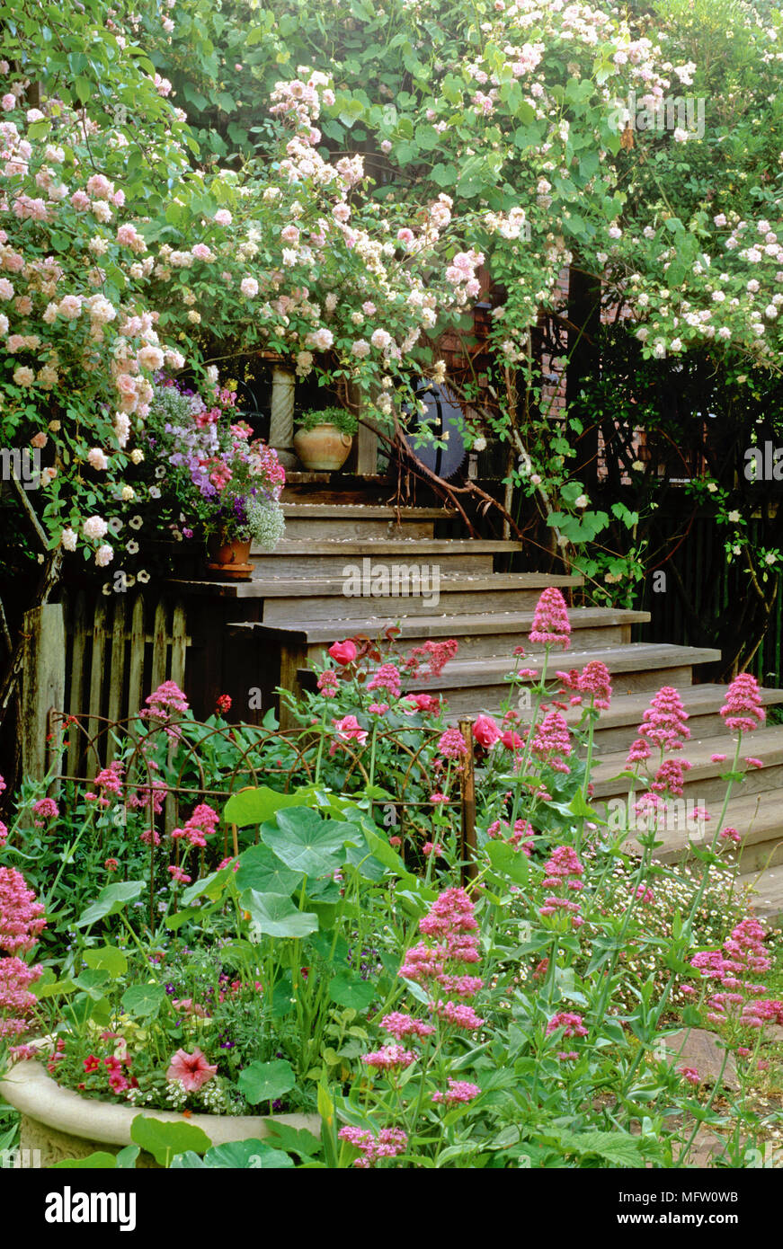 Steps surrounded with a planting of Rosa ÔCecile BrunnerÕ and Centranthus ruber Stock Photo