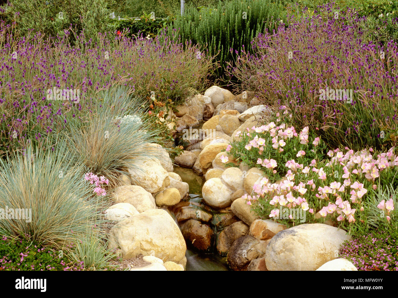 Rocky stream amongst plantings of Lavandula angustifolia, Oenothera sp, Tulbaghia violacea and Helictotrichon sempervirens Stock Photo