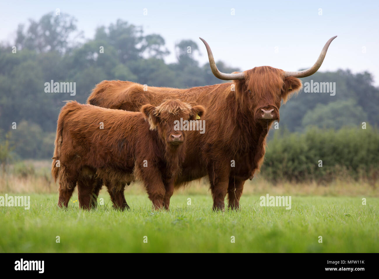 Highland cow and calf Stock Photo - Alamy