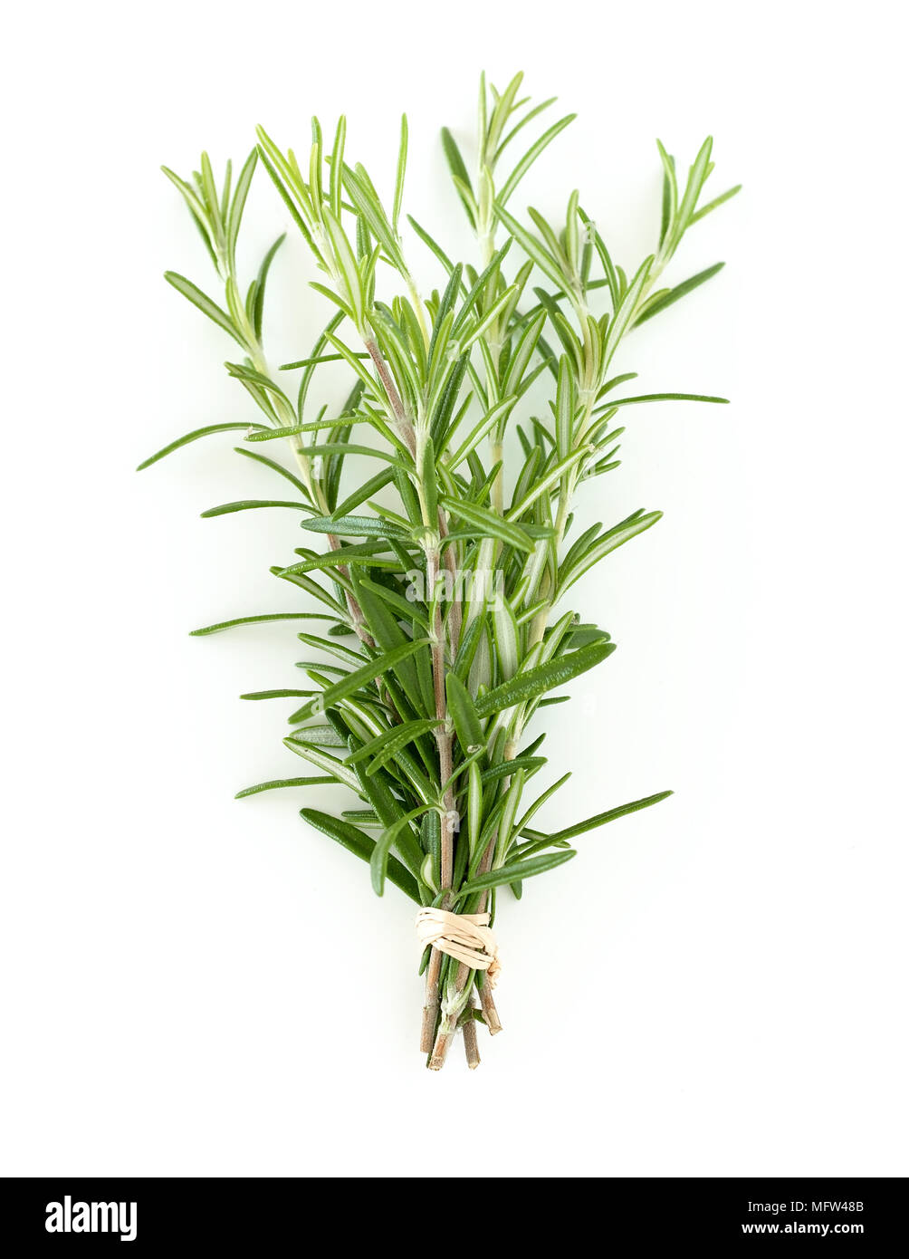 A bunch of rosemary on a white background Stock Photo - Alamy