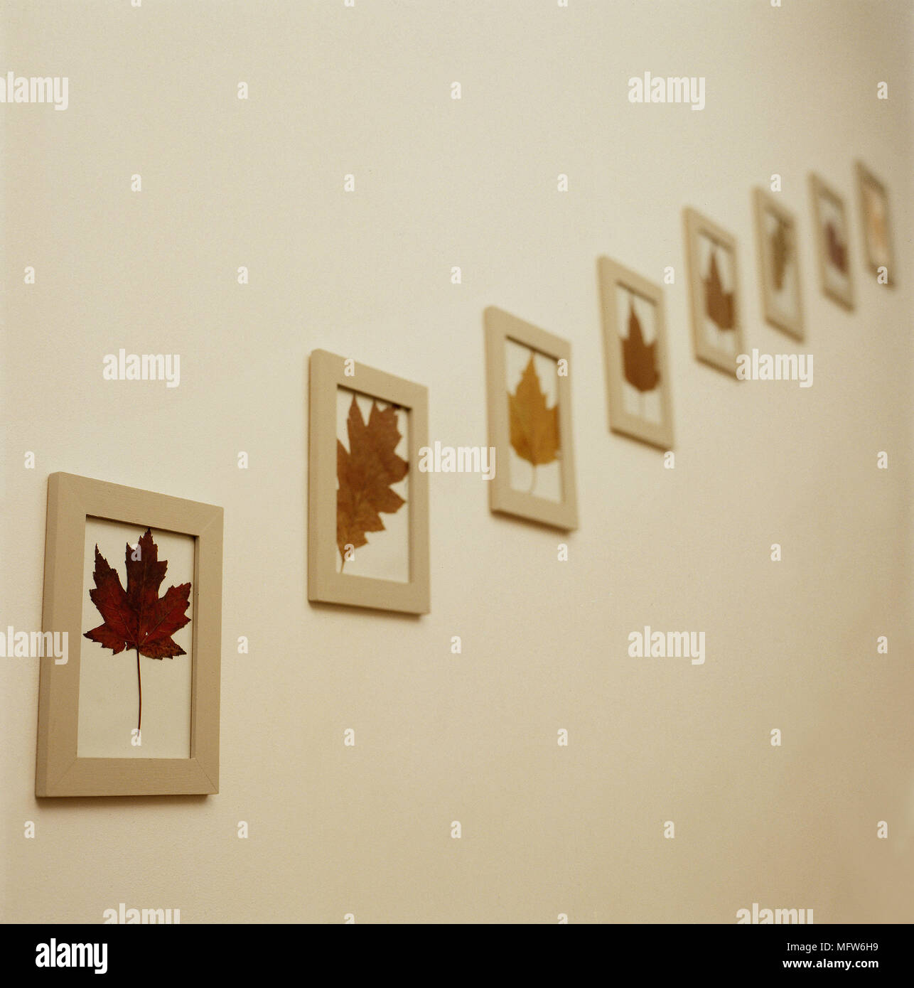 Detail of a collection of framed autumn leaves in a staggered pattern. Stock Photo